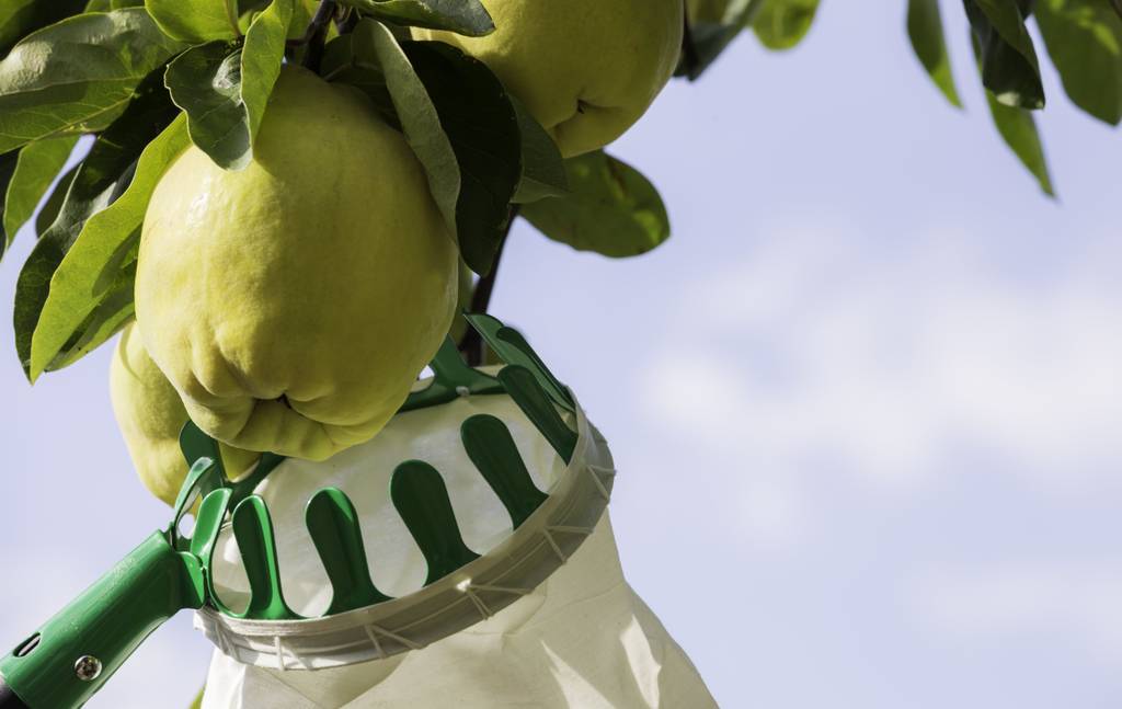 erntehelfer-obstpflücker-test