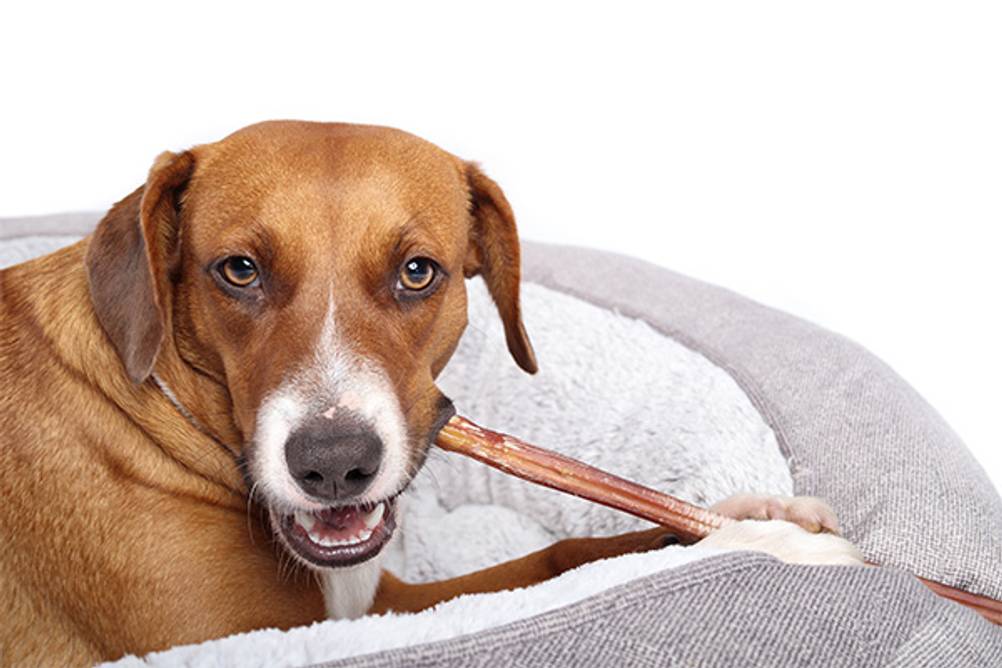 Ochsenziemer im Test: Ein Hund, der auf einem sehr langen Ochsenzimer kaut.