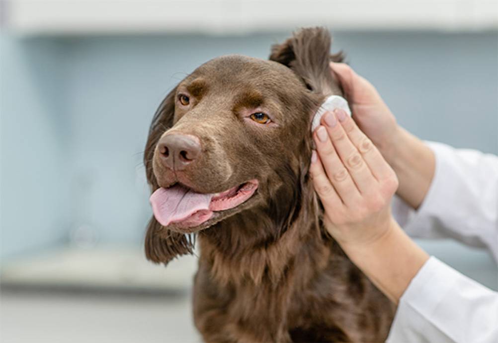 Ohrenpflege für Hunde im Test: Ein brauner Hund, dessen Ohr mit einem Wattepad gereinigt wird.