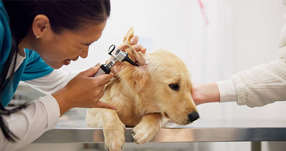 Ohrenpflege für Hunde im Test: Ein Hund, der von einer Tierärztin am Ohr untersucht wird.