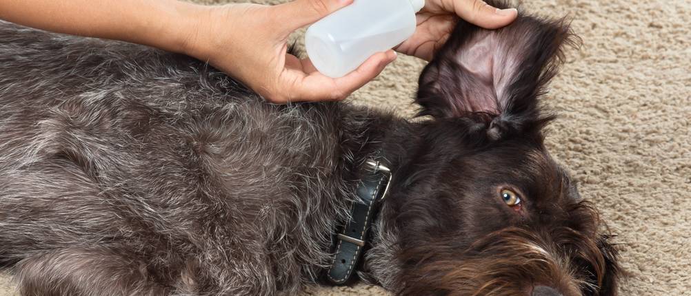 Ohrreiniger Hund Test