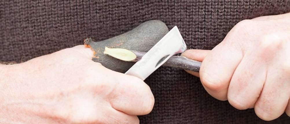 Okuliermesser mit Kopuliermesser im Test: Mann schneidet einen Zweig zum Veredeln der Pflanze.