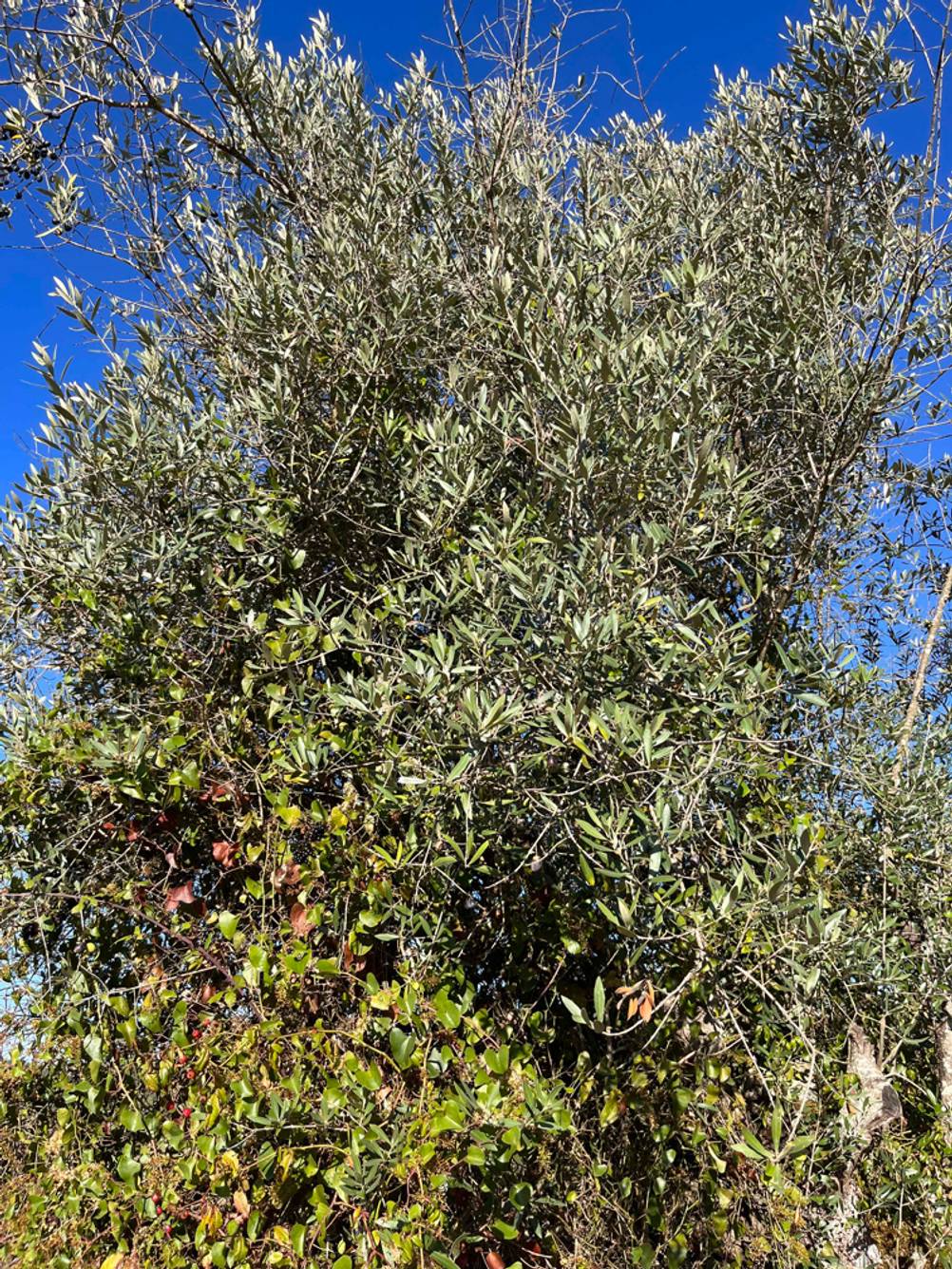 Ein Olivenbaum im Test: Im Garten befindet sich ein eingepflanzter Olivenbaum.