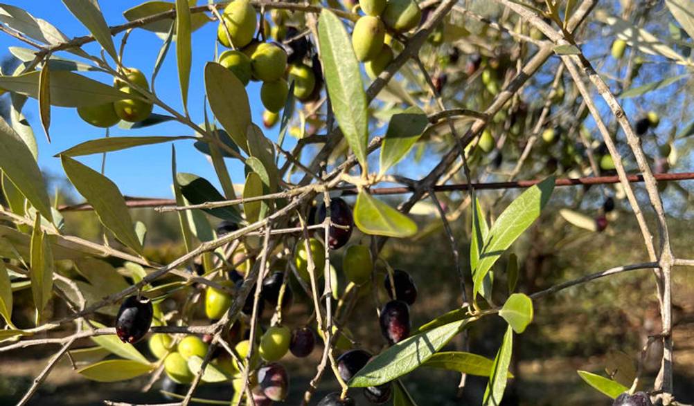 Schwarze Oliven wachsen an den Ästen von einem getestetem Olivenbaum.