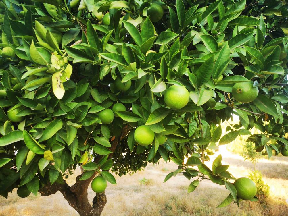 Orangenbaum-Test: Grüne Orangen hängen an einem Baum.