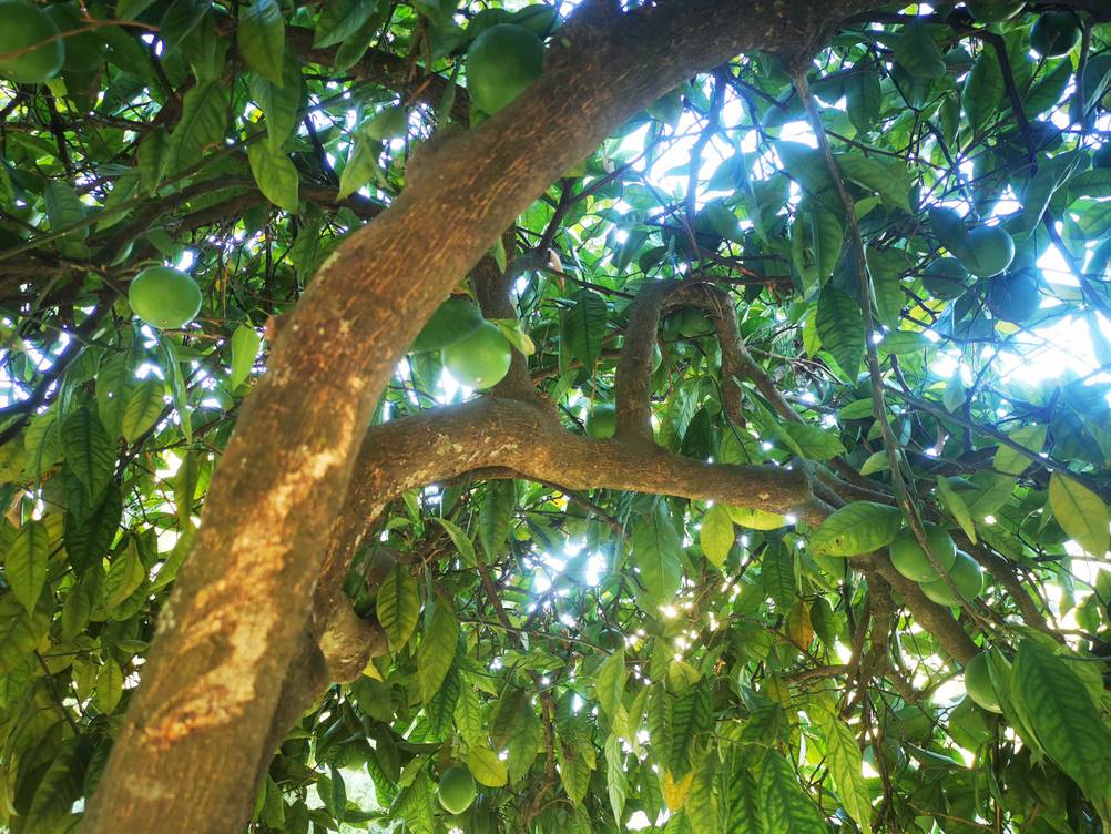 Orangenbaum getestet: Nahaufnahme der Äste des Baumes.