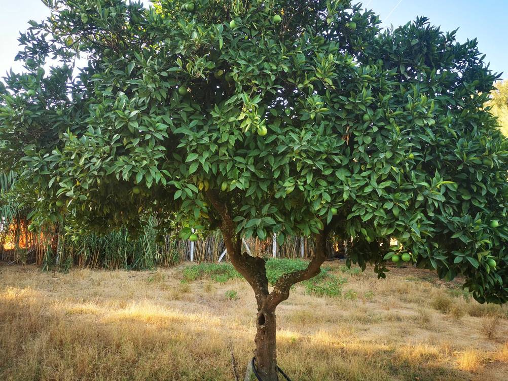Getestet: Ein Orangenbaum in einem Garten stehend.