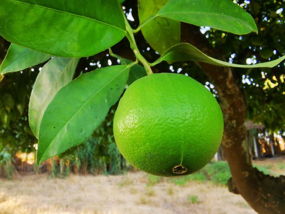 Orangenbaum im Test: Nahaufnahme einer noch grünen Orange am Baum hängend.