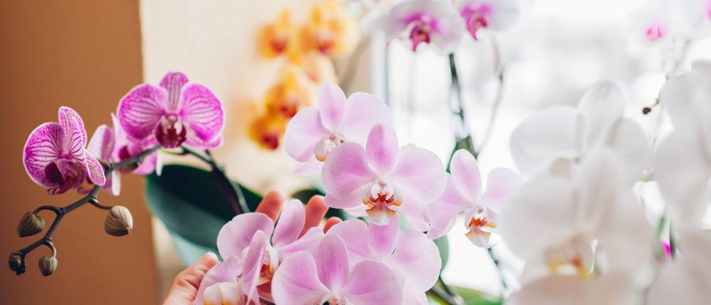 Orchideengranulat Test