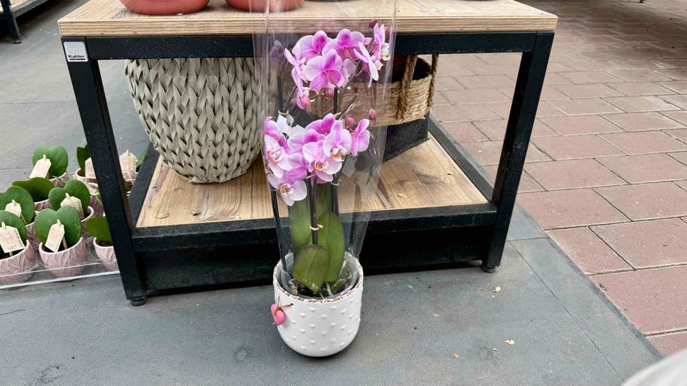 Orchideentopf im Test: Ein Topf auf dem Boden stehend.