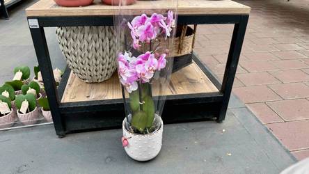 Orchideentopf Test & Vergleich  Top 11 im Juni 2026