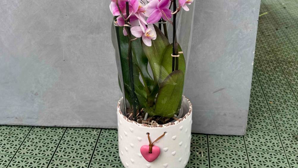 Ein getesteter Orchideentopf vor einer grauen Fläche auf dem Boden stehend.