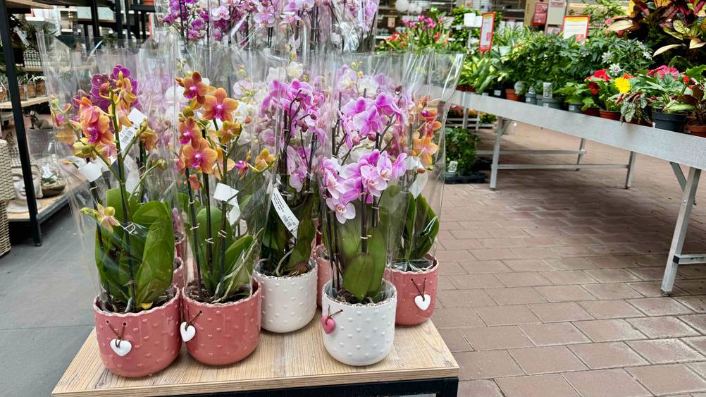 Mehrere der getesteten Orchideentöpfe auf einem Hocker in einer Gartenaustellung.
