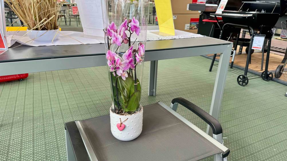Der getestete Orchideentopf auf einem Hocker vor einem Tisch.