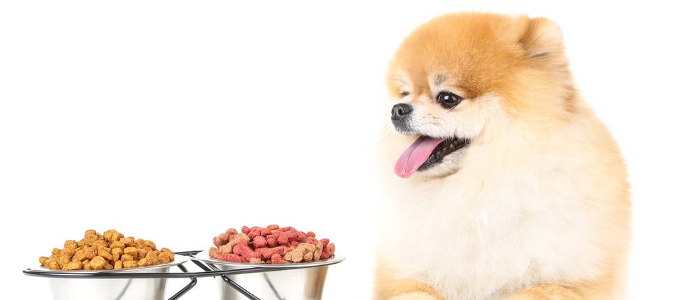 Orijen-Hundefutter-Test