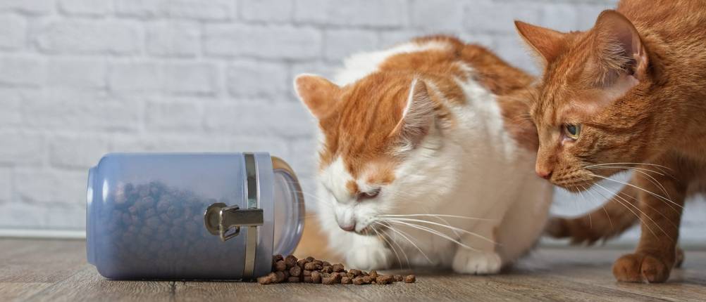 Orijen-Katzenfutter Test