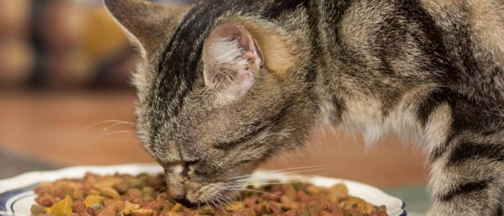 orijen-trockenfutter-katze-test