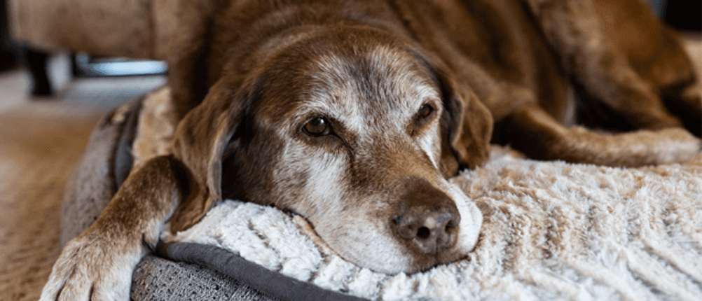 Orthopädisches Hundebett im Test: Ein älterer Hund auf einer weichen Unterlage. 