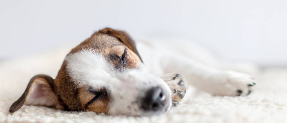 orthopädisches-hundebett-test