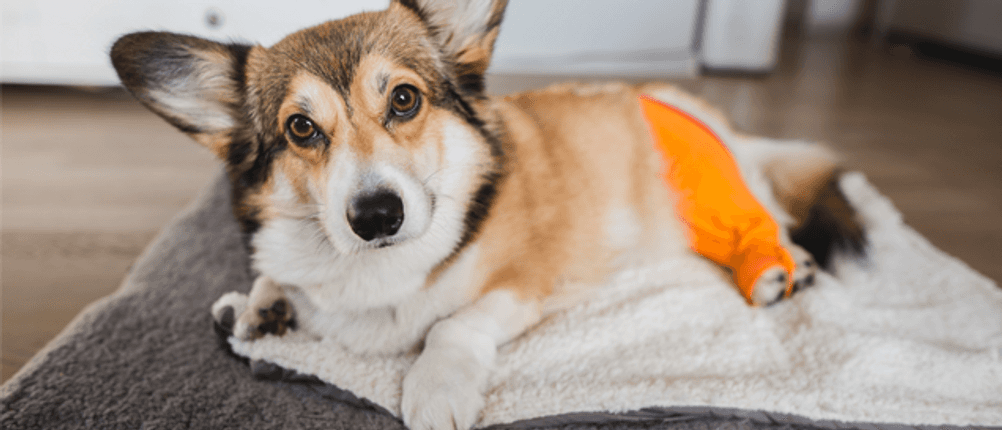 Orthopädische Hundebetten im Test: Ein verletzter Hund mit einem verbundenen Bein auf einem Hundebett.