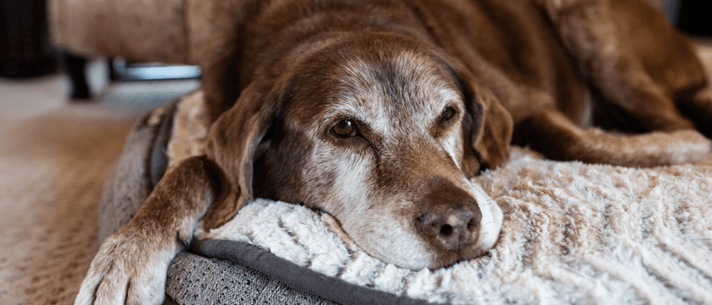 orthopädisches hundekissen test