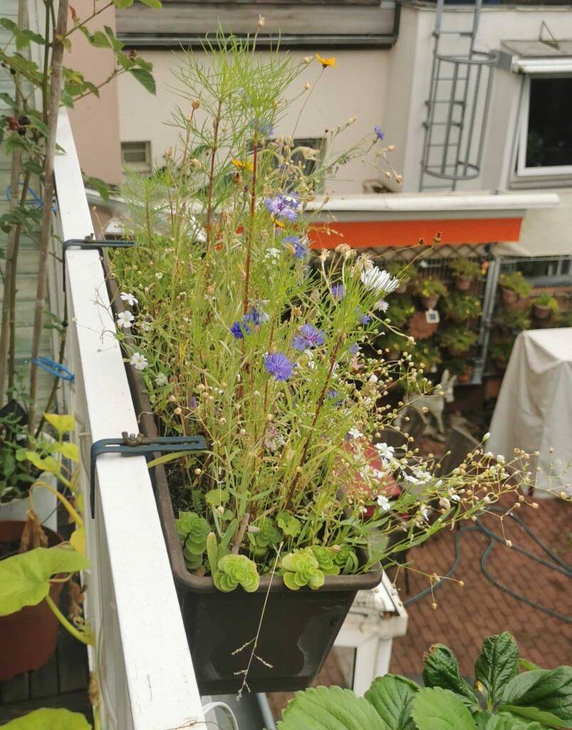 Ansicht auf einen Balkon-Blumenkasten, in dem getestete Blumenwiese-Samen blühen.