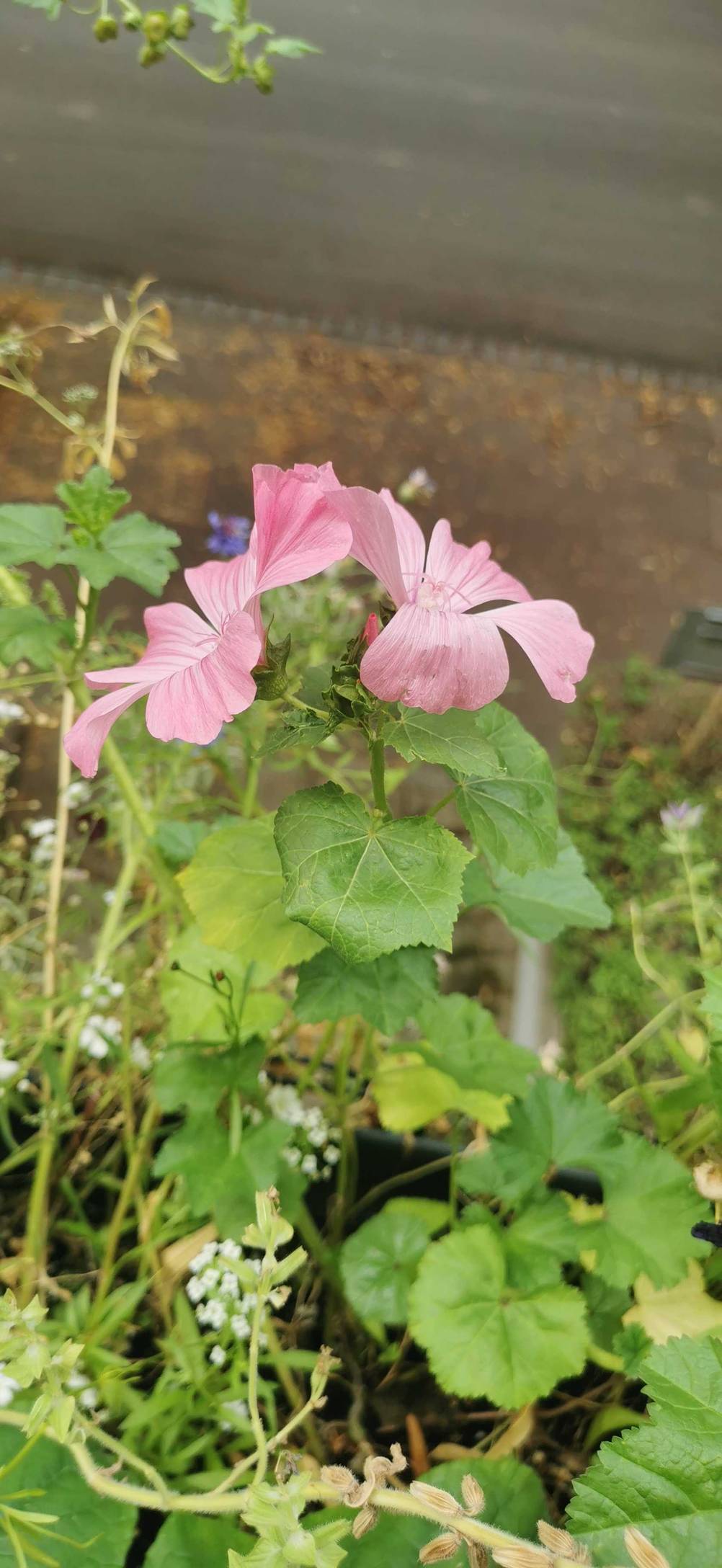 Own Grown Blumenwiese-Samen ausgewachsen