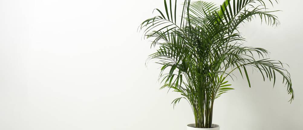 Palme Test