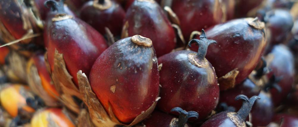 Fresh oil palm fruits