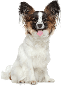 Papillon