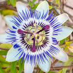 passionsblume