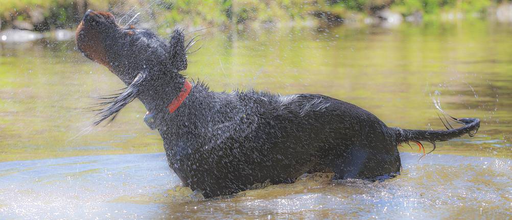 peilsender hund