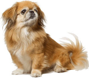 Pekinese