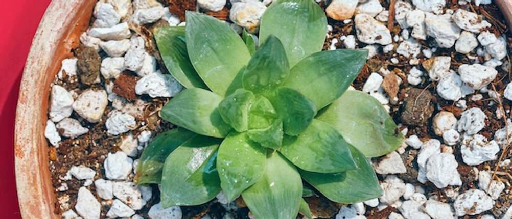 Pflanzen-Perlite-Test: Eine Grünpflanze in Nahaufnahme von oben in einem Blumentopf mit Perlite.