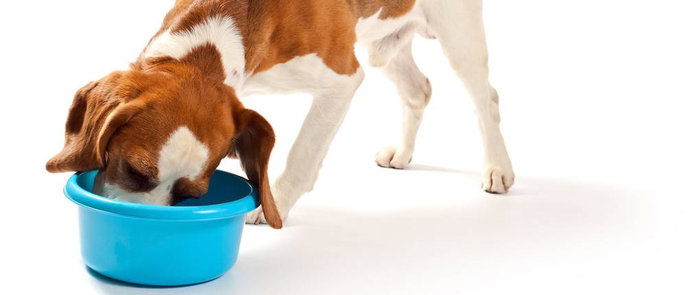 Pets Deli Hundefutter Test