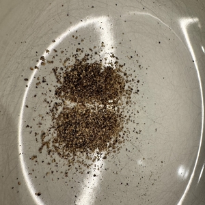 Feiner Pfeffer mit der Peugeot 27162 in einer Schale