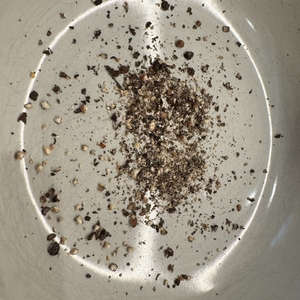 Grober Pfeffer mit der Peugeot 27162 in einer Schale