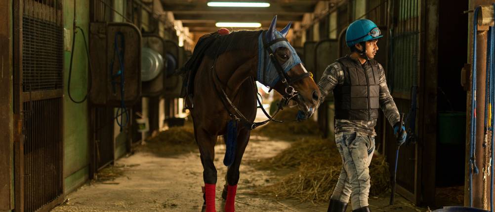 Pferde-OP-Versicherung im Vergleich: Ein Mann führt ein Pferd durch den Stall.