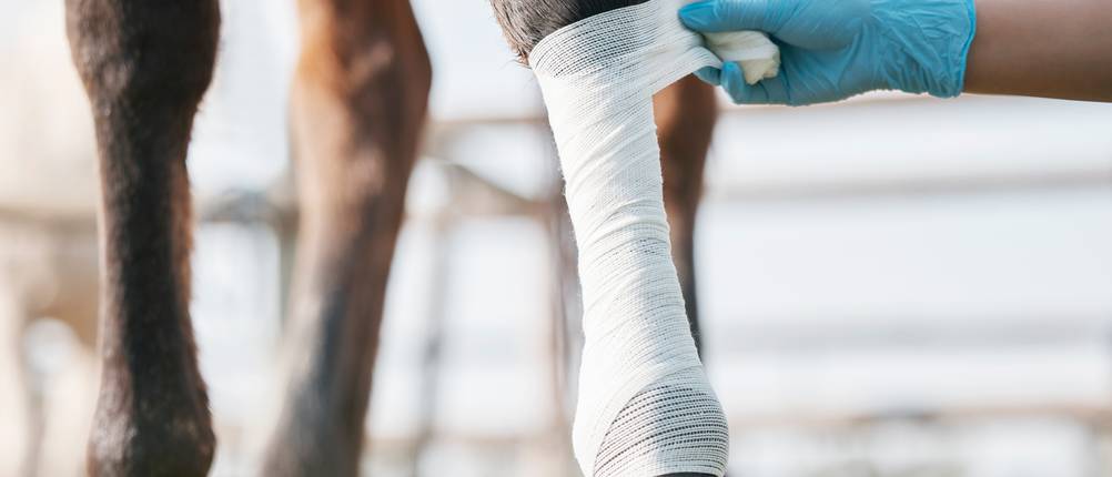 Pferde-OP-Versicherung im Vergleich: Zwei Beine eines Pferdes, wobei eines verbunden wird.