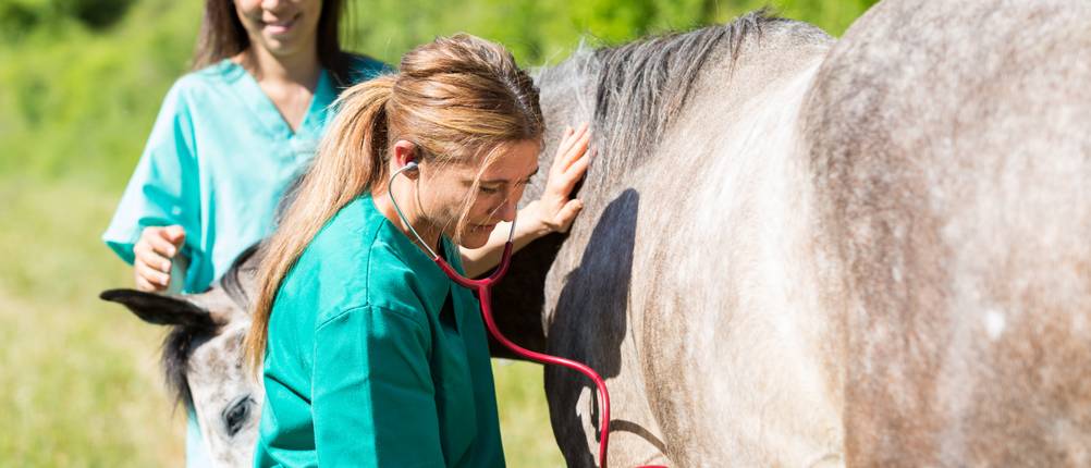 Pferdekrankenversicherung-Vergleich: Zwei Tierärztinnen untersuchen ein graues Pferd im Freien