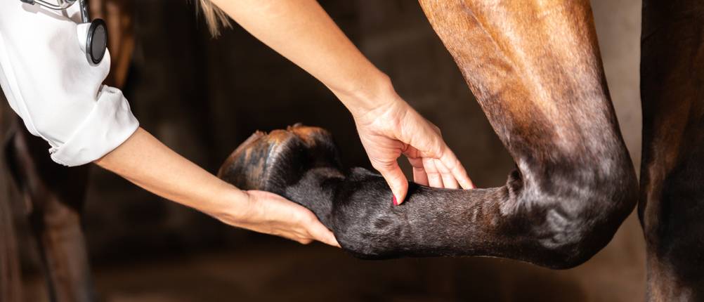 Pferdekrankenversicherung im Vergleich: Zwei menschliche Hände greifen einen Fuß eines Pferdes 