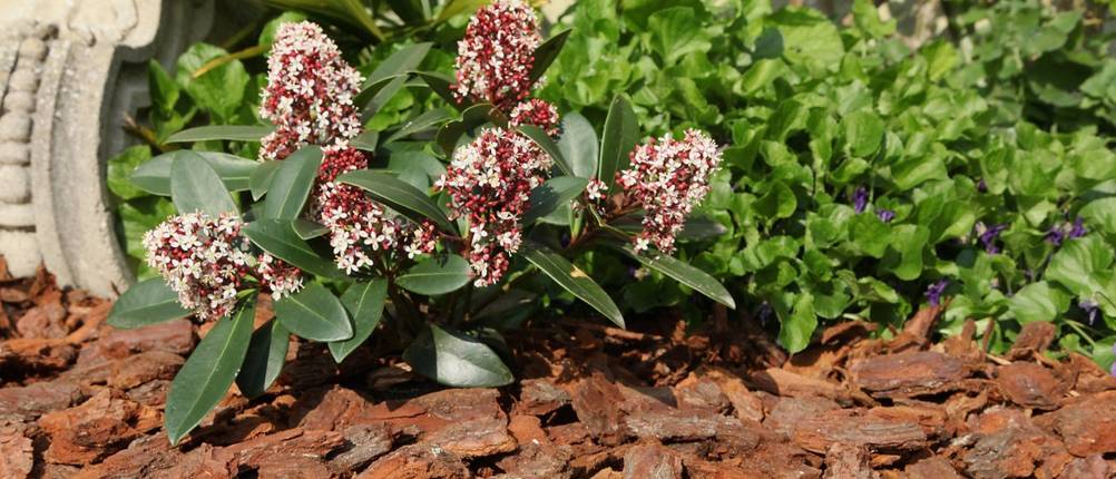 pflanzen-im-garten-mit-rindenmulch