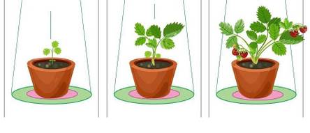 pflanzen-wachstumsphsen