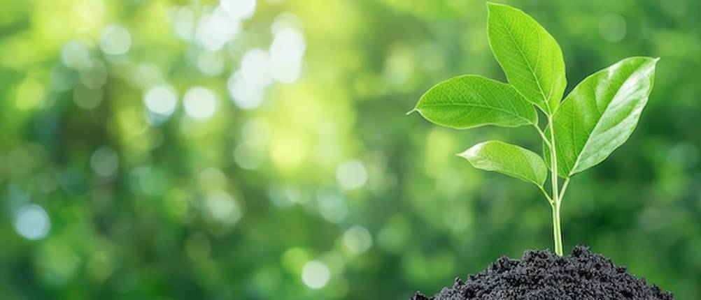 Pflanzenkohle im Test: Aus Terra Preta sprießt eine kleine grüne Pflanze.