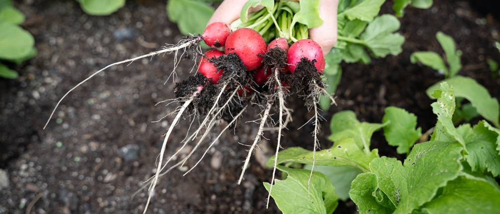 Pflanzenkohle-Test: Eine Hand hält frisch geerntete Radieschen über einem Beet.