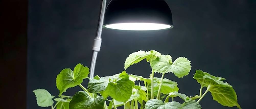 Pflanzenlampe E27 im Test: Die Blätter einer Grünpflanze werden von oben beleuchtet.