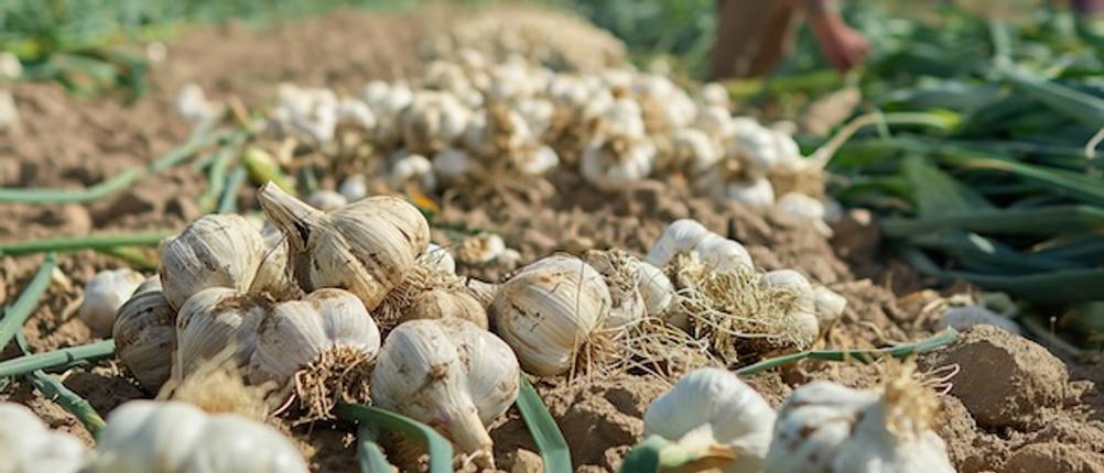 Pflanzknoblauch im Test: Frisch geernteter Knoblauch auf einem Feld.