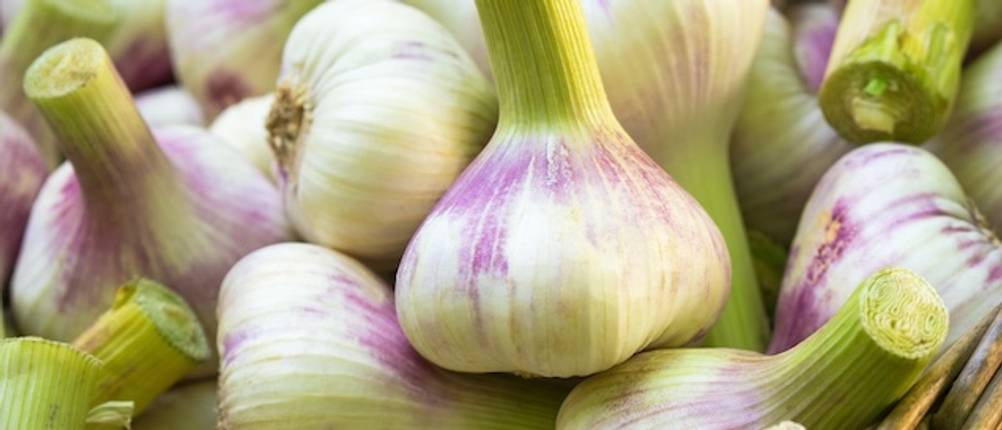 Pflanzknoblauch im Test: Rosa Pflanzknoblauch in Nahaufnahme.
