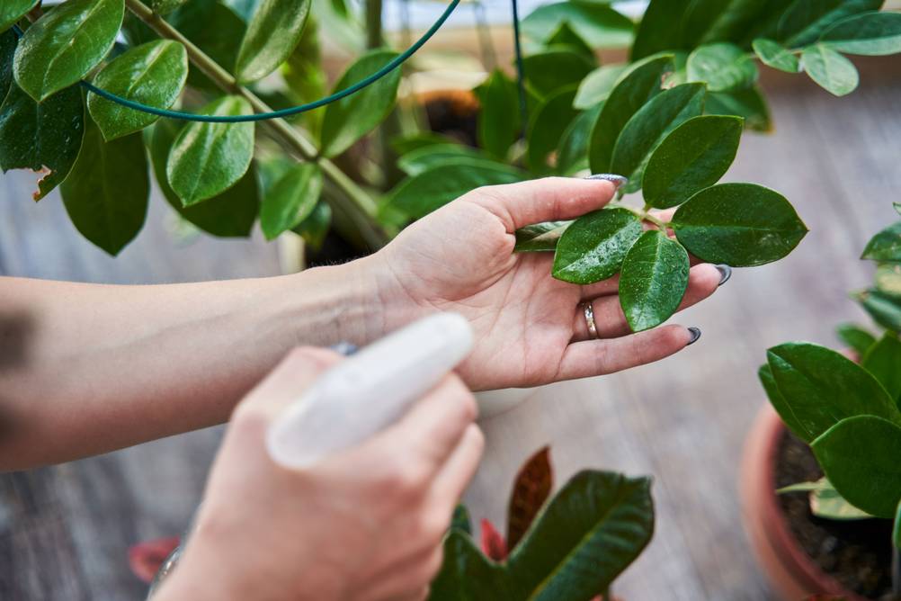 Eine Frau besprüht die Blätter einer Zimmerpflanze mit Wasser.