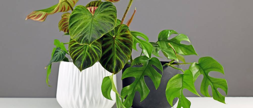 Philodendron-Test